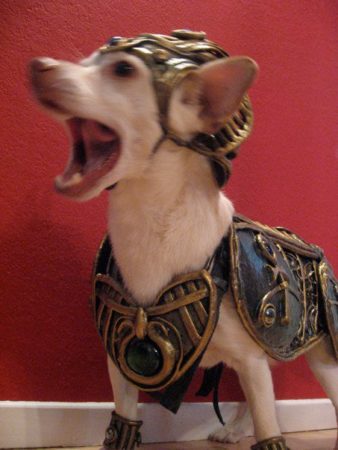 Anubis, the mighty Egyptian God Chihuahua